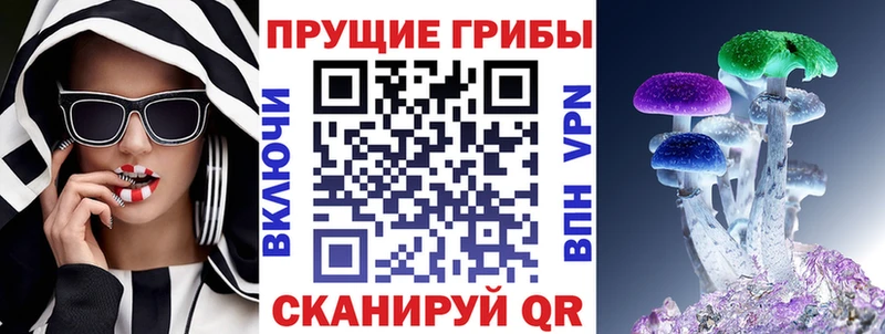 Купить где  Кизляр  Галлюциногенные грибы Psilocybe 